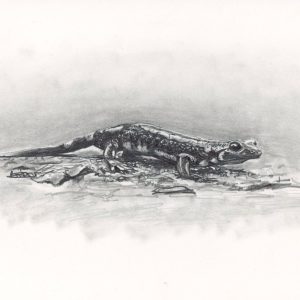 Salamandre tâchetée / A5 / original